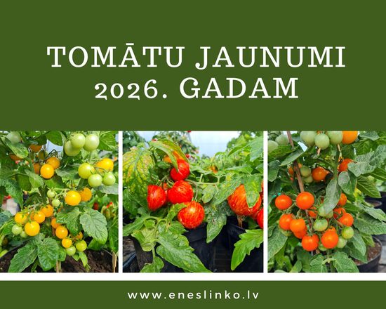 Jaunumi 2026. gadam